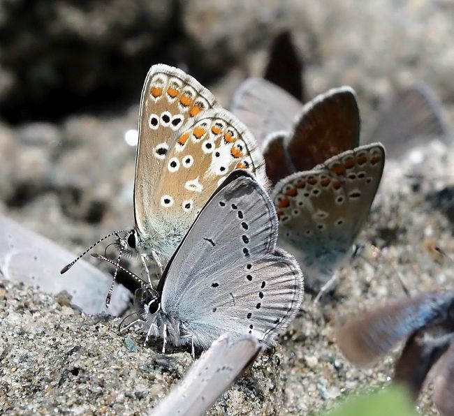 un orgia di licenidi